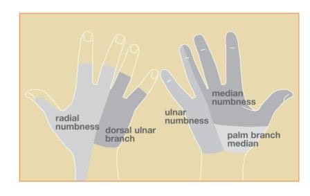 Fig1_numb_web