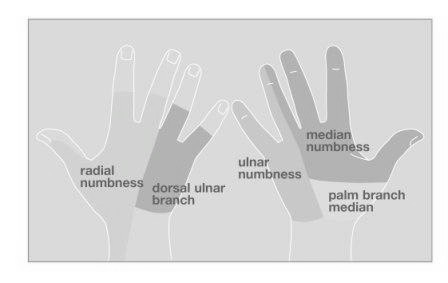 Fig1_numb_web