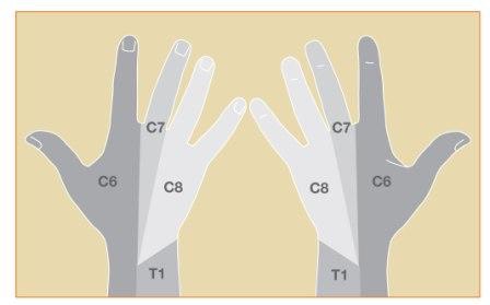 Fig2_numb_web
