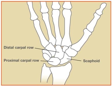 Scaph1_c